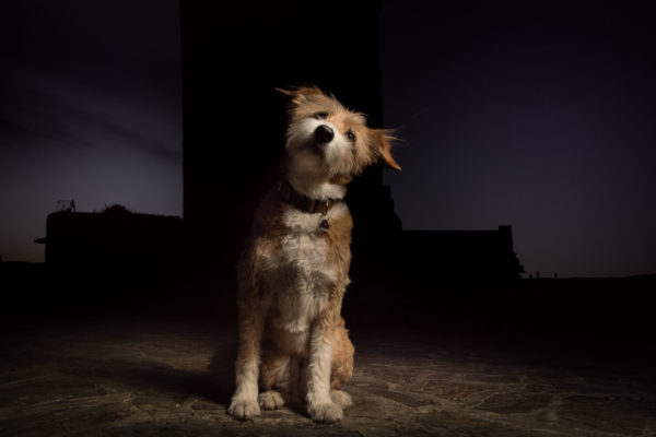 hund haustier ehrenburg fotograf fotografie