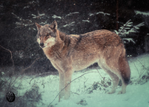 Wolf im Wildpark Granat